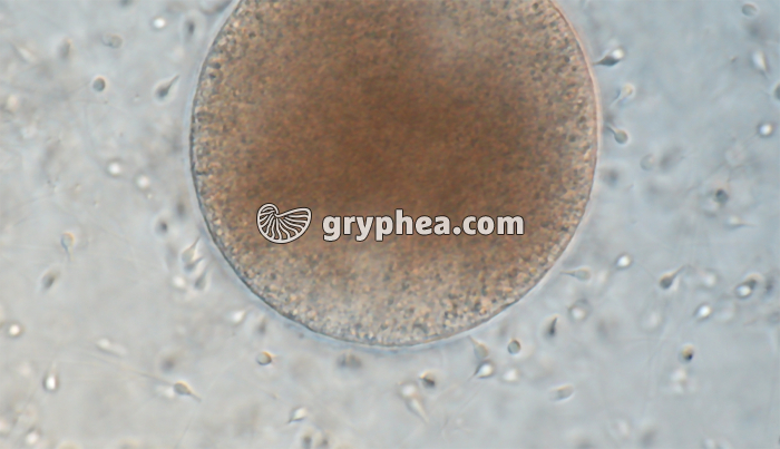 Fécondation chez la Moule - spermatozoïdes autour d'un ovule x200 - gryphea.org